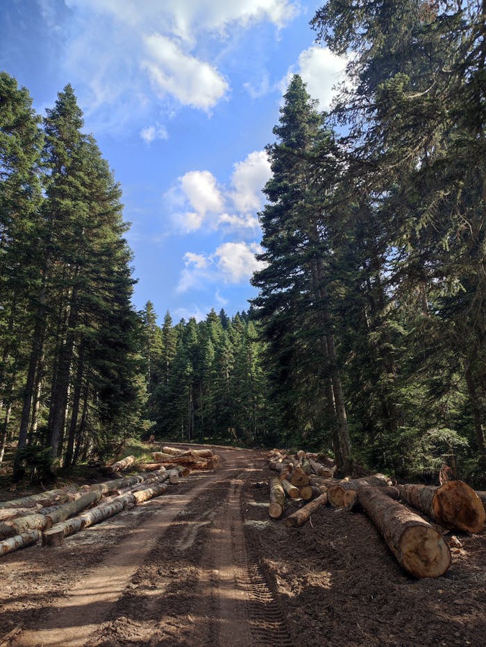 A dirt road through a lush green forest with logs on the sides, under a clear blue sky.