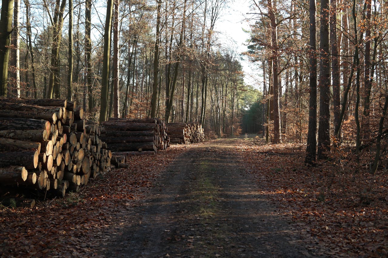 Autumn forest path lined with logs under serene daylight, showcasing natural tranquility.