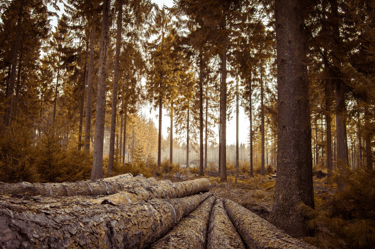 A calm forest scene with autumn colors and logs on the forest floor.