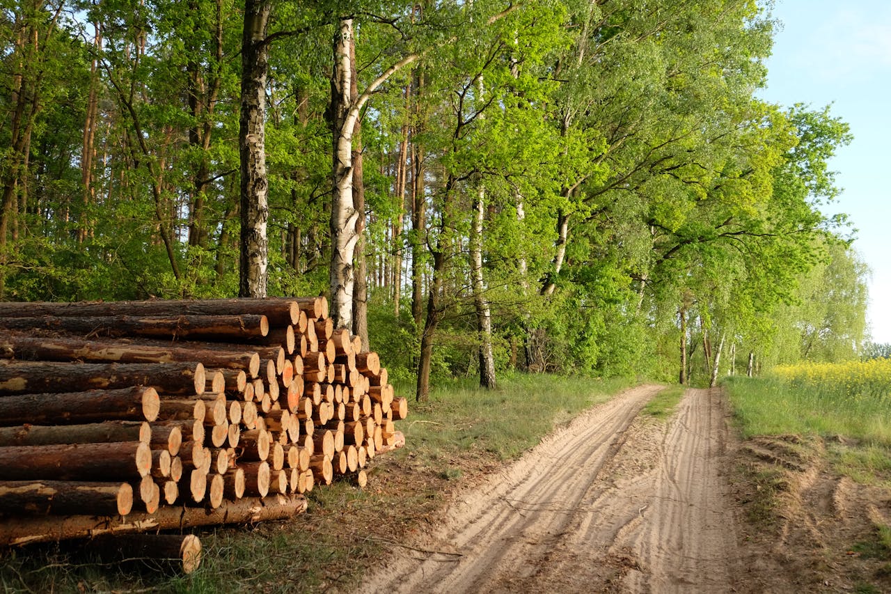 A serene forest scene with a stack of logs and a sunlit path.