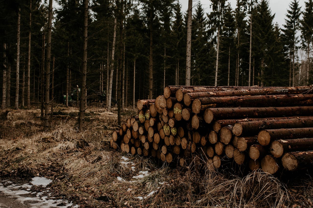 Pile of logs in a forest in Denmark during winter, ready for processing.