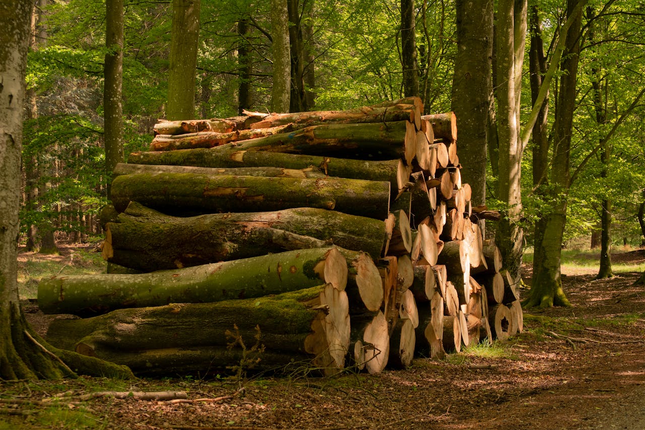 Pile of tree logs stacked in a lush forest, showcasing nature's simplicity.