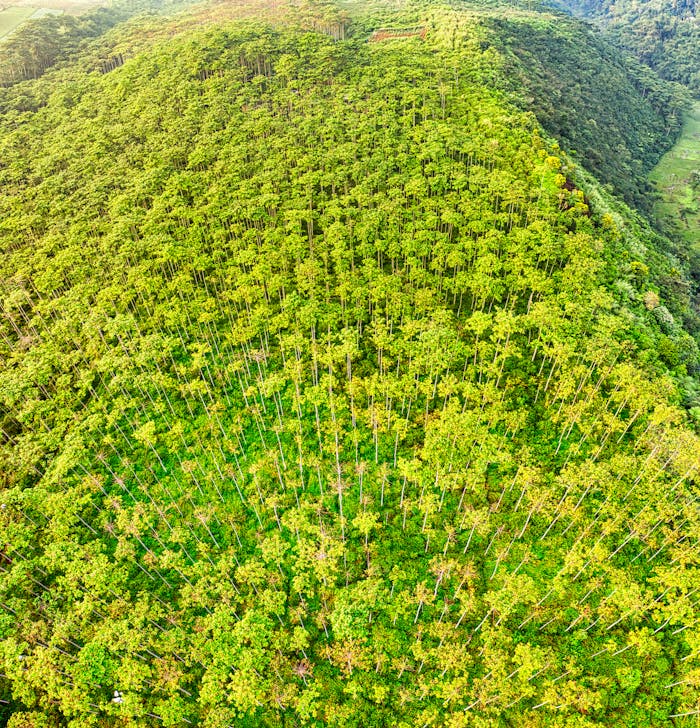 Aerial view of a vibrant tropical forest in West Java, showcasing lush greenery and natural beauty.